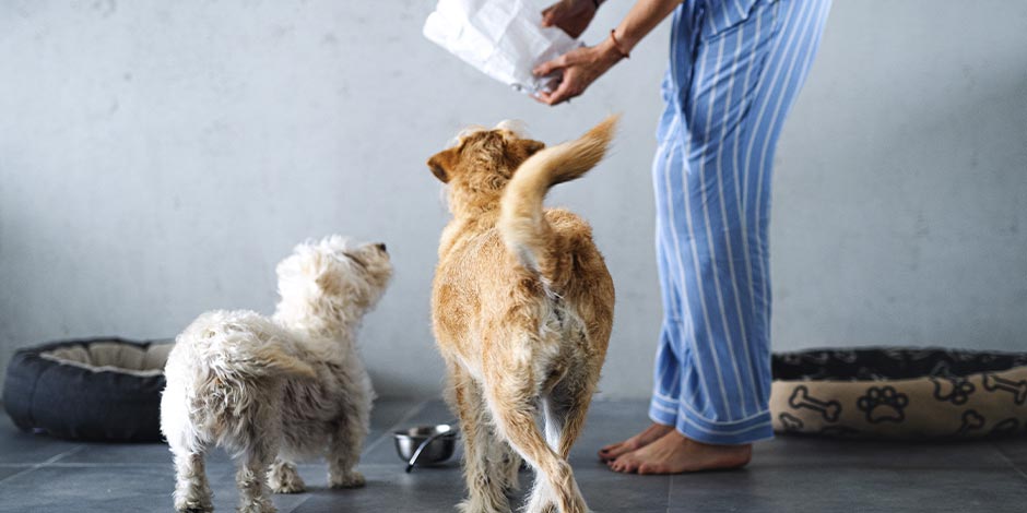 Saber si los perros pueden comer pan hará que les des los nutrientes que necesitan. Tutora alimentando dos canes.