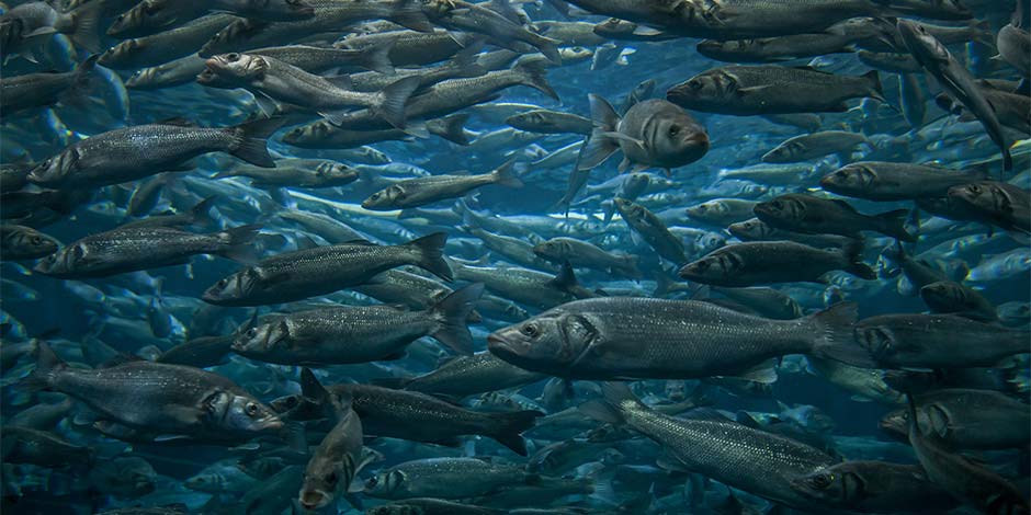 Los perros pueden comer pescado, como estas lubinas nadando en el mar.