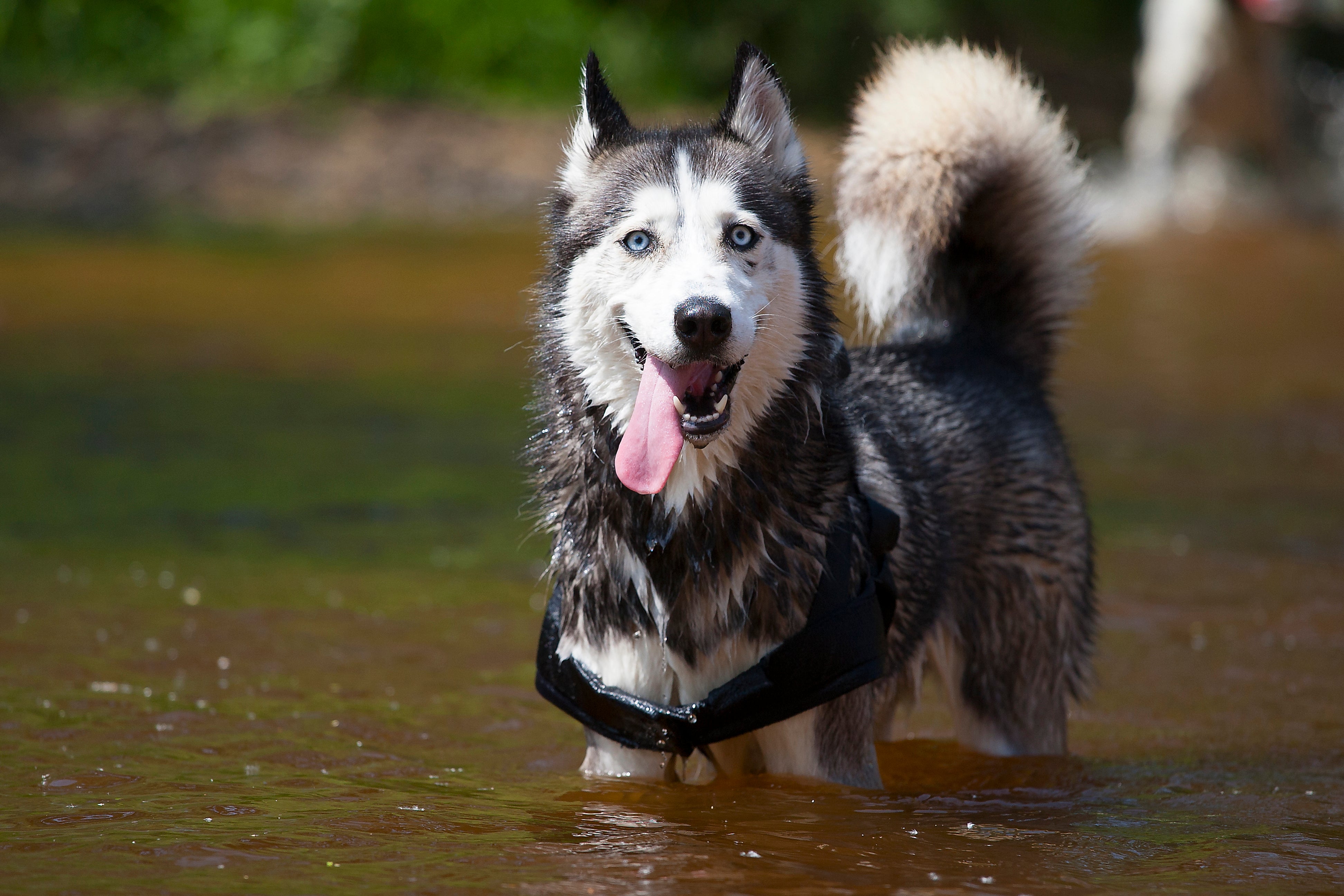 Los perros pueden comer pescado. Husky en un cuerpo de agua.