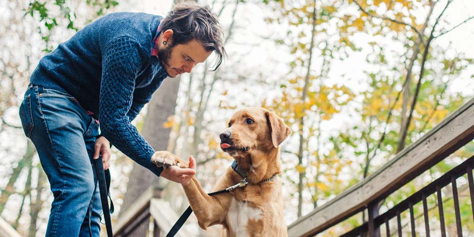 Los perros pueden comer porotos y ayudar a prevenir problemas neurológicos. Mascota dando la patita a tutor.