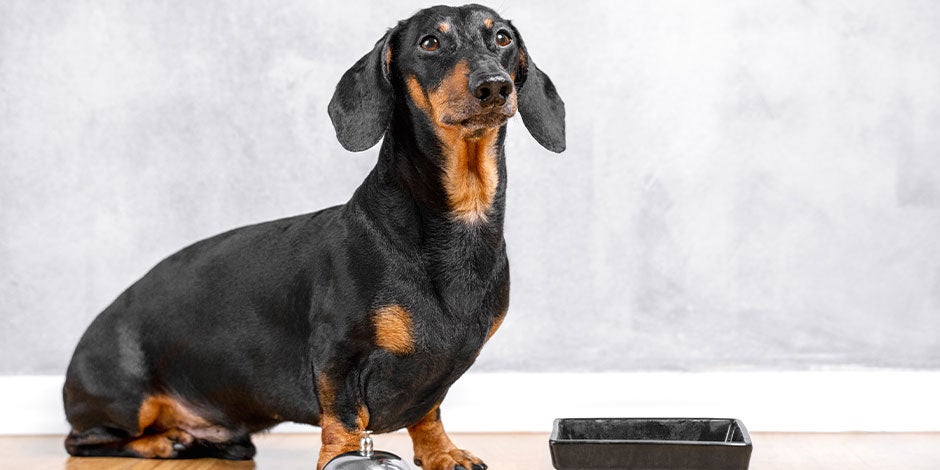 Conocé si los perros pueden comer porotos. Dachshund junto a su plato.