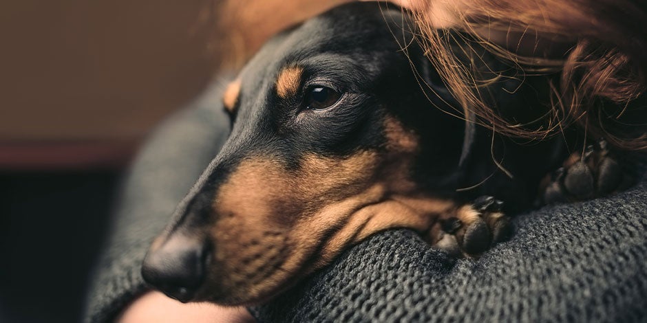 Los perros pueden comer queso, pero con moderación para evitar problemas digestivos. Dachshund indispuesto.