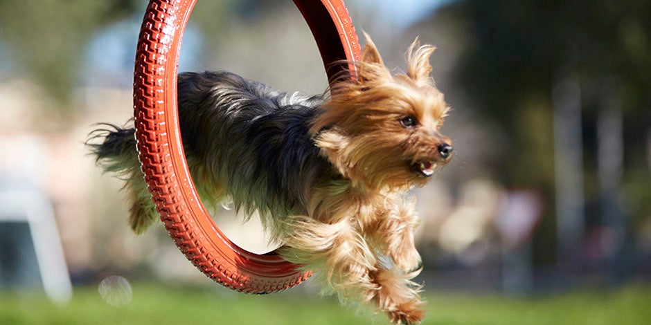 Los perros pueden comer queso; su contenido de calcio es bueno para sus huesos. Yorkie saltando un aro.