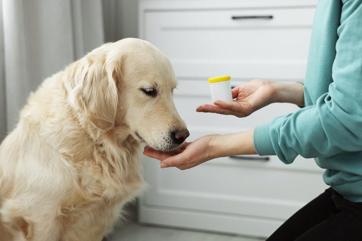 ¿Los perros pueden comer queso? Averígualo acá. Tutora junto a su labrador.