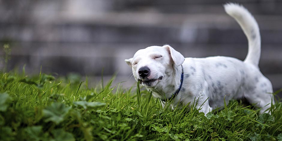 Mi perro vomita espuma blanca. Si fuera verde podría ser por comer césped como hace este can.