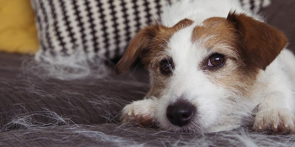 Mi perro vomita espuma blanca. Perrito indispuesto acostado