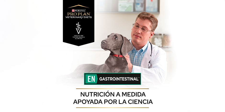 Mi perro vomita espuma blanca. Banner de PRO PLAN® Gastrointestinal.