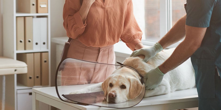 Los perros pueden comer lentejas, pero con moderación para no enfermar. Labrador con su veterinario.