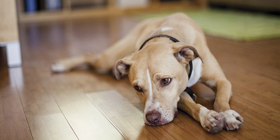 El letargo, como el de esta mascota que yace en el suelo, puede ser un síntoma de pancreatitis en perros.