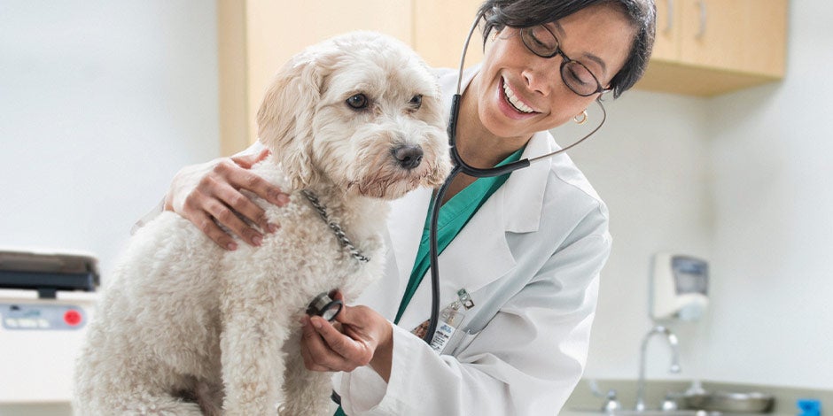 Contactá al veterinario para identificar y prevenir la pancreatitis en perros. Veterinaria con mascota.