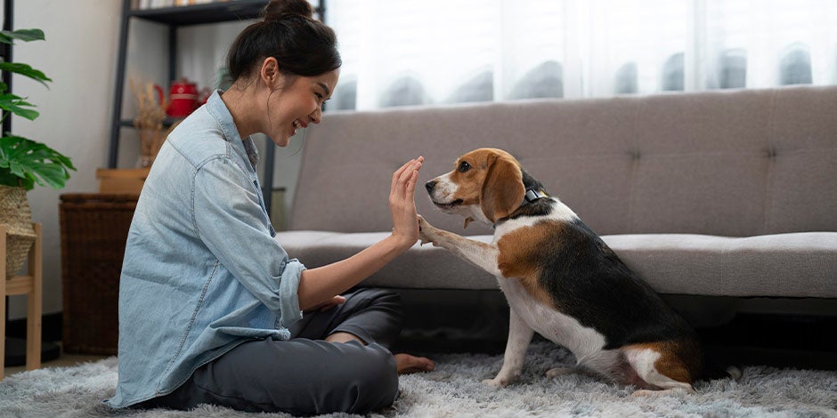 Esta tutora está utilizando premios para perros para adiestrar a su mascota.