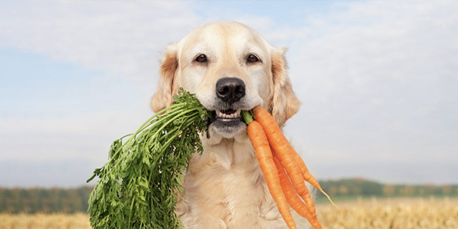 Algunas verduras como la zanahoria pueden ser usadas como premios para perros.