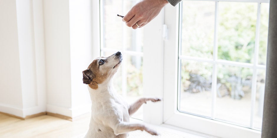 Este tutor está utilizando premios para perros para fortalecer el vínculo con su mascota.