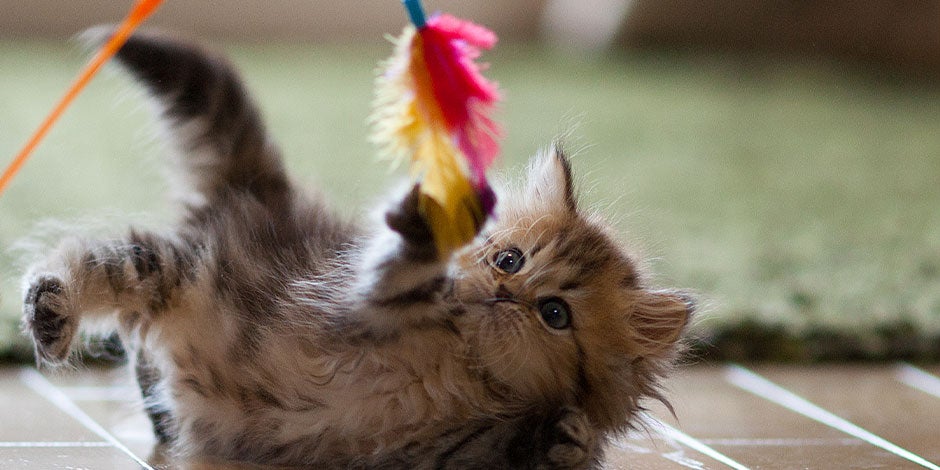 Según su etapa, las vitaminas para gatos pueden variar en concentración. Gatito jugando en el suelo.