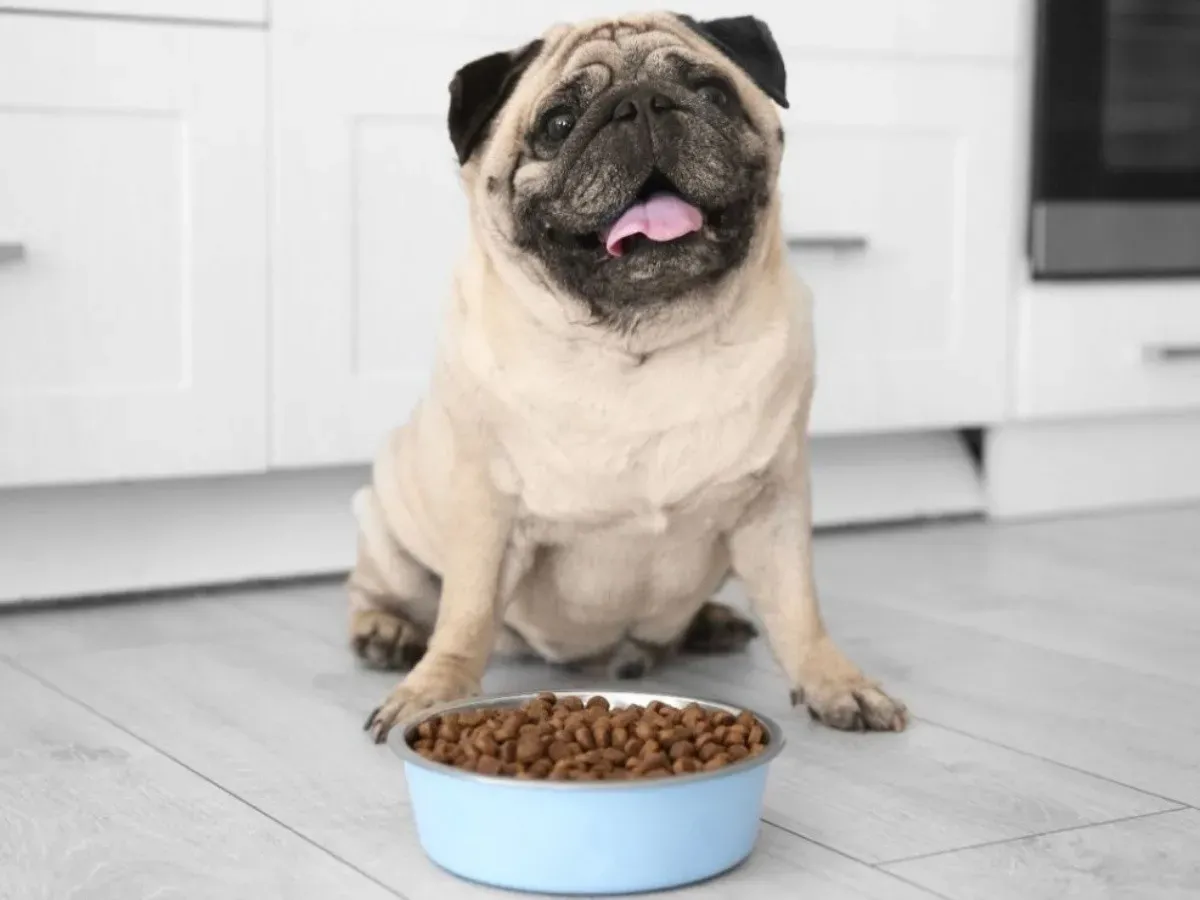 cuantas_veces_debe_comer_un_pug_al_dia_y_algunos_consejos_para_su_alimentacixn_1.jpg_1902800913.webp