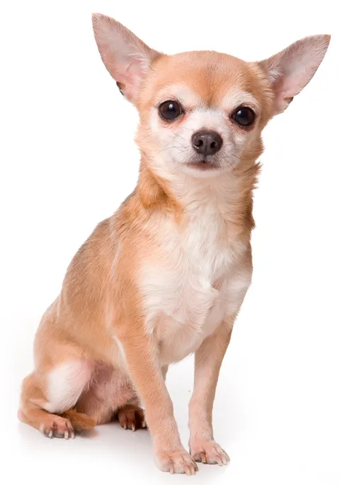 CHIHUAHUEÑO 480X684.png