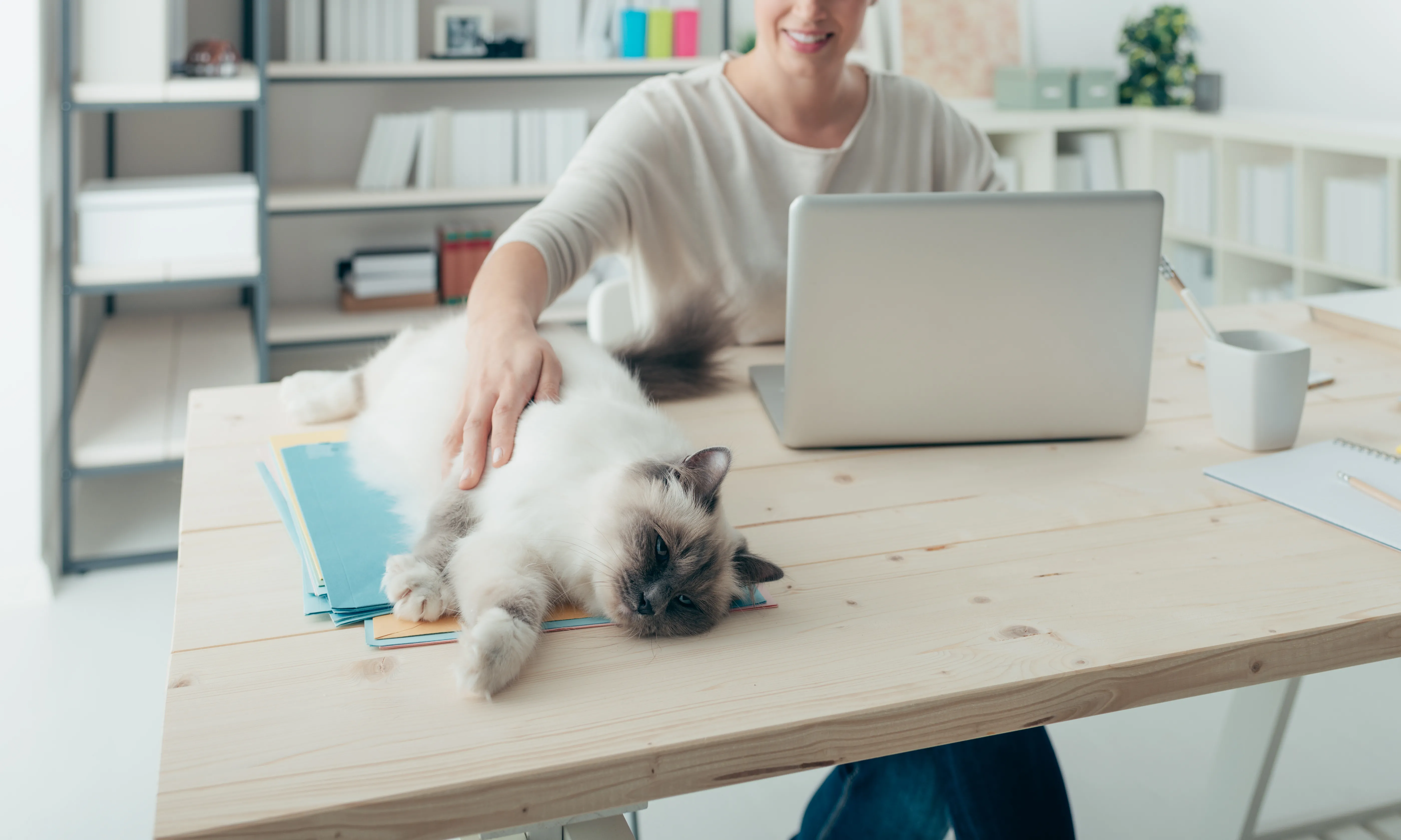 purina-mascotas-en-el-trabajo.jpg