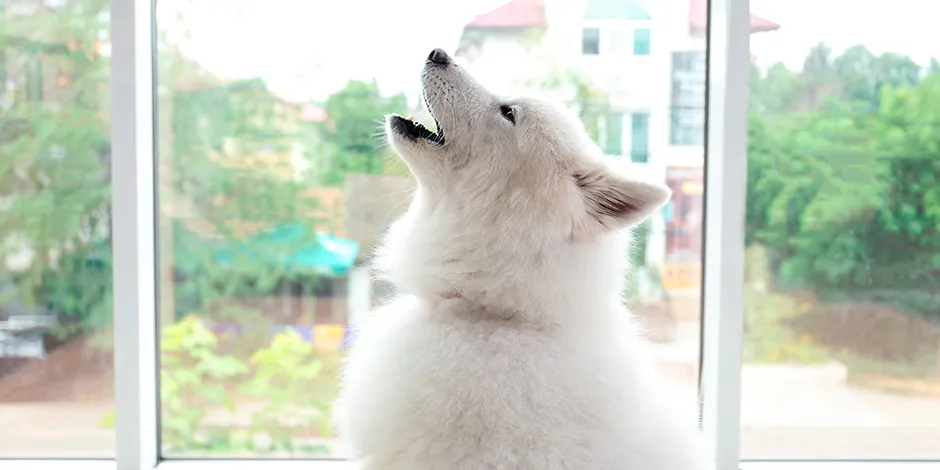 qué piensan los perros cuando aullamos