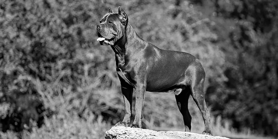 cuantas tetillas tiene un cane corso