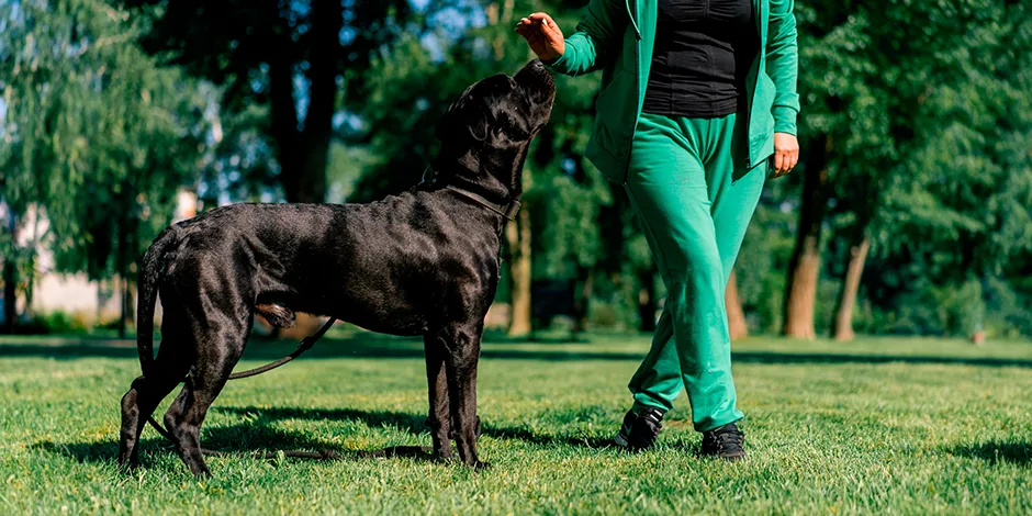 cuantas tetillas tiene un cane corso