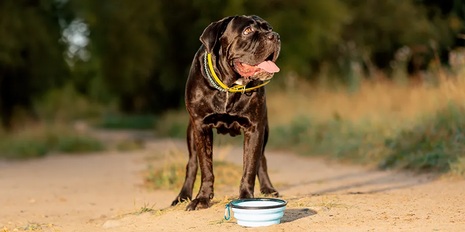 cuantas tetillas tiene un cane corso