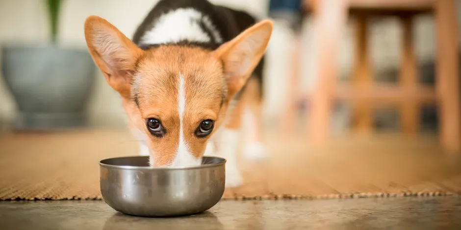 CORGI-940X470-ALIMENTO.png