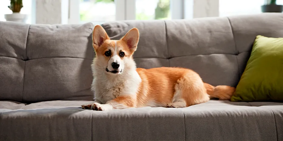 CORGI-940X470-ESPACIO.png