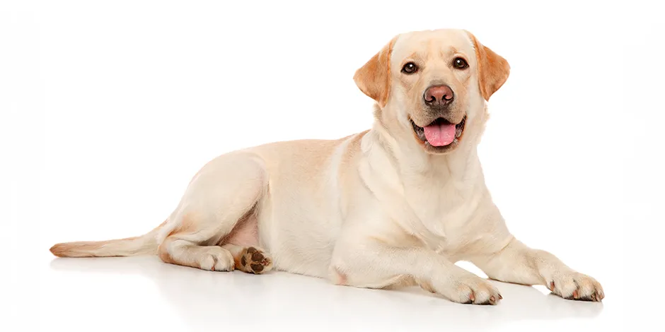 LABRADOR RETRIEVER 940X470 1 SINF.png