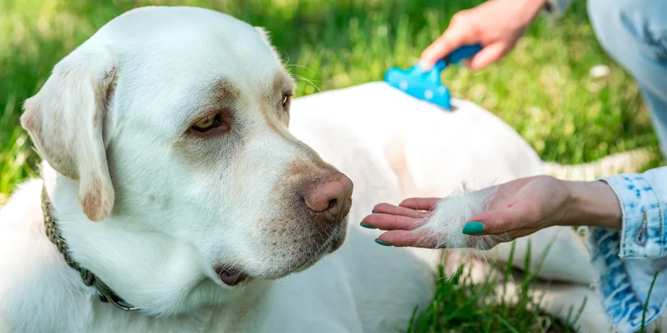 LABRADOR RETRIEVER 940X470 5 ASEO.png