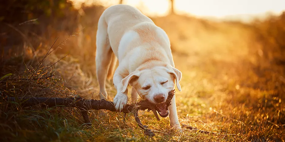 LABRADOR RETRIEVER 940X470 8 CUIDADOS.png