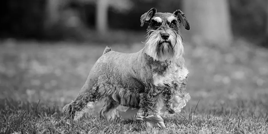 SCHNAUZER 940X470 2 ORIGEN.png