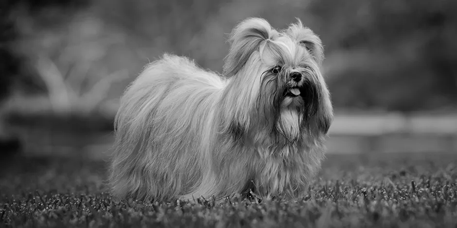 SHIH TZU 940X470 2 ORIGEN.png