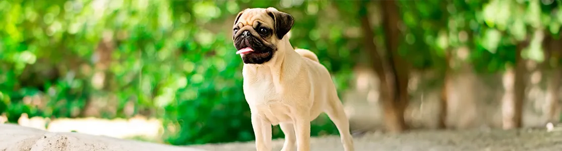 purina-caracteristicas-y-curiosidades-de-los-pug_2.jpg.png