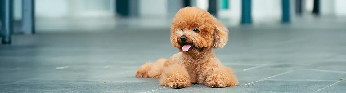 purina-que-sabes-de-los-perros-poodle_0.jpg.png