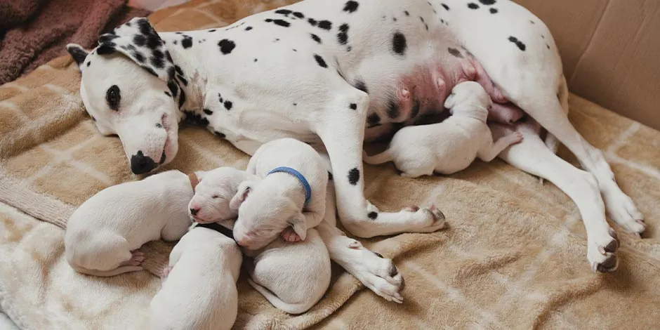 Para educar a un perro para ir al baño ayuda saber que los más pequeños no pueden controlarlo.