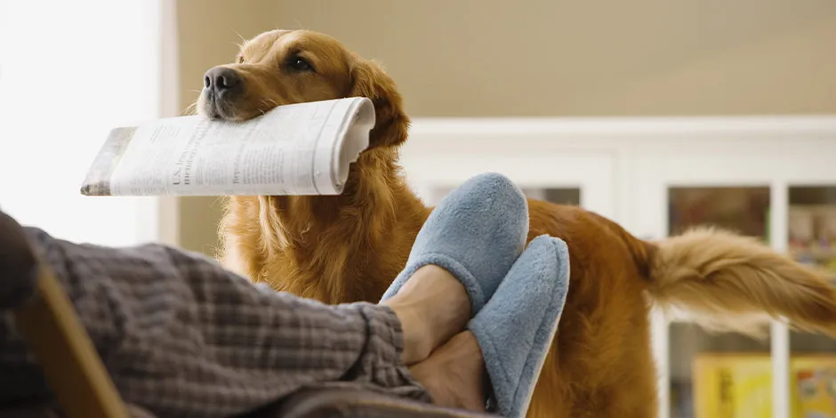 Golden con periódico, un elemento útil al educar a un perro para indicarle donde debe ir al baño.