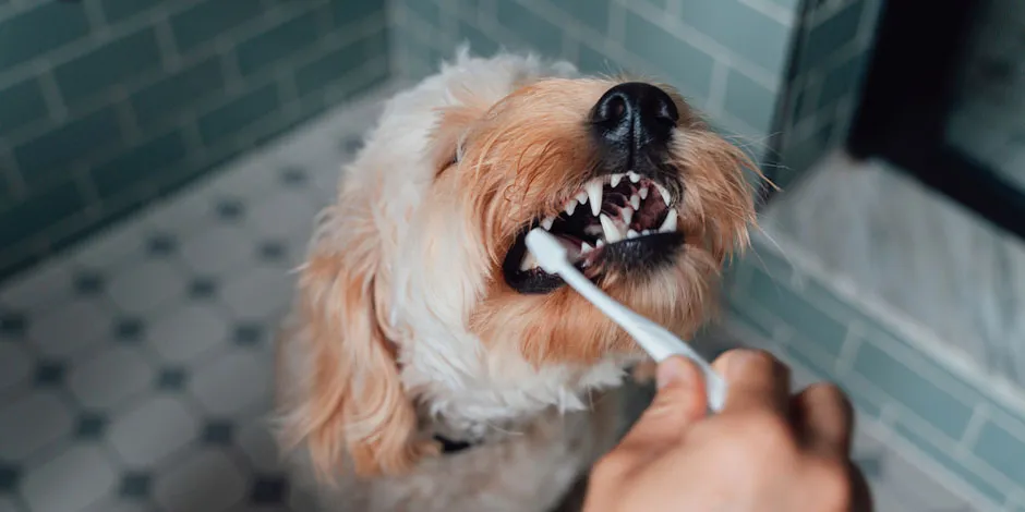 Cepillado dental canino. Junto al alimento para perros viejos con pocos dientes, cuidará su bienestar.