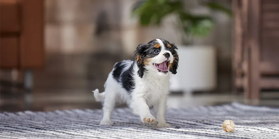 Cachorro de cavalier King Charles, uno de los perros recomendados para adultos mayores.