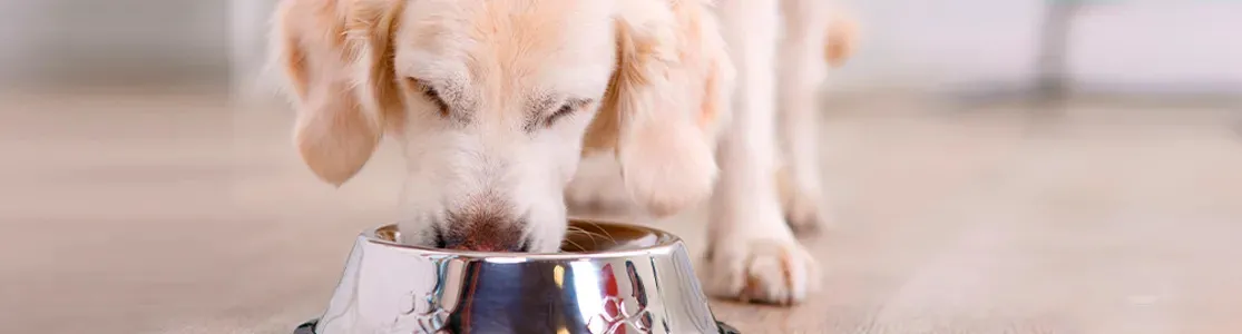 Cambio de alimento en perros. Cachorro de golden retriever alimentandose.