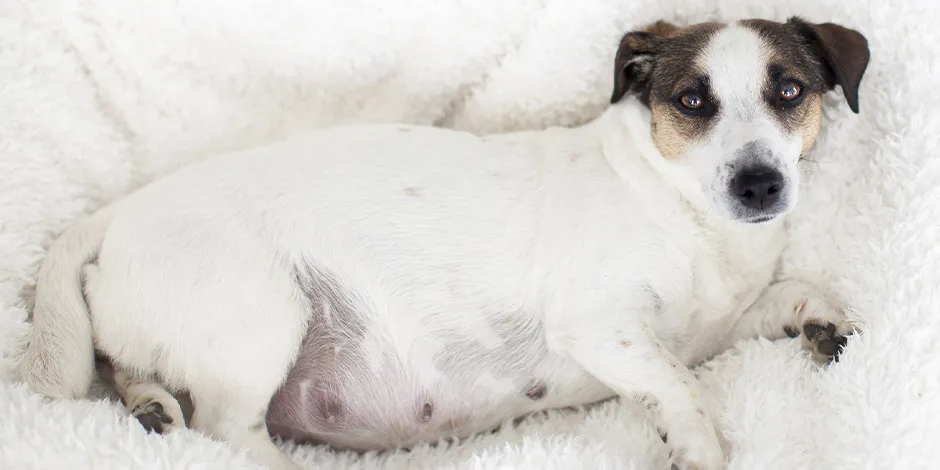 Perrita gestante en su cama. Una alimentación pensada para perra embarazada la nutrirá adecuadamente