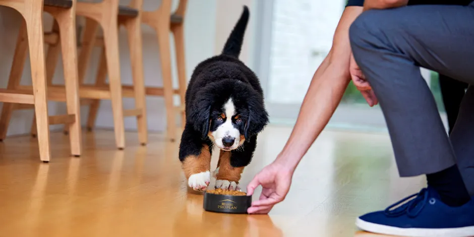 Cambio de alimento en perros. Cachorro de boyero suizo acercandose a su plato de PURINA® PRO PLAN.