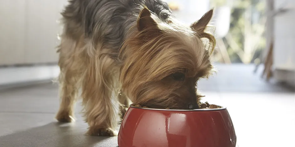 Cambio de alimento en perros. Yorkshire comiendo: ¿creés que es un cachorro o un adulto?