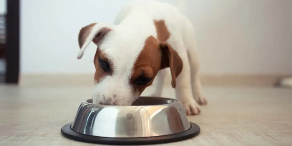 Cachorro consumiendo comida sana para perro de su plato metálico.