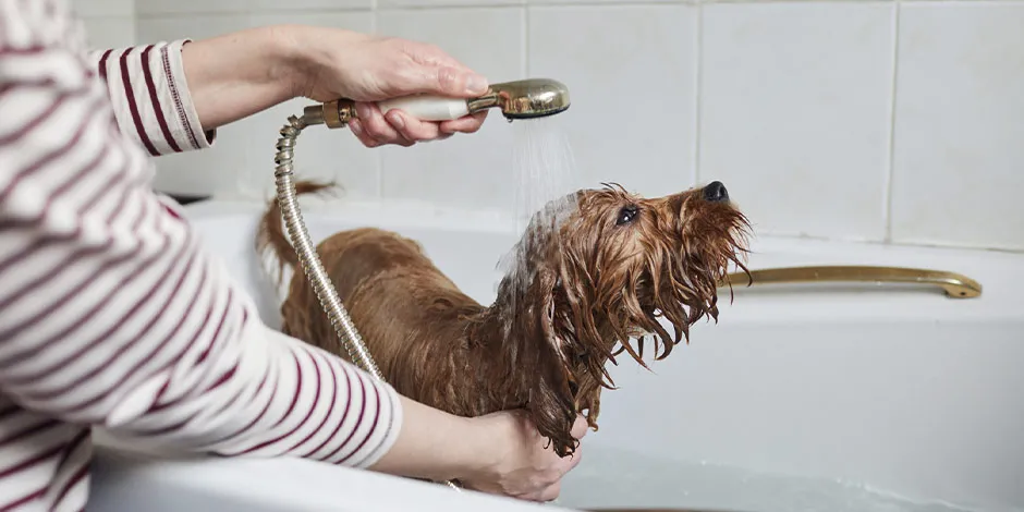 Perro marrón siendo bañado en casa. Cuidá la higiene de tus mascotas y también su bienestar.