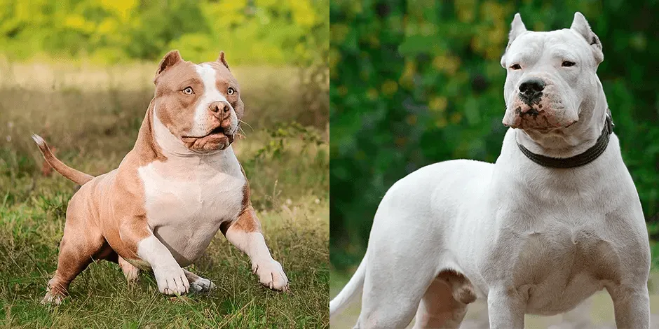 purina-american-bully-dogo-argentino