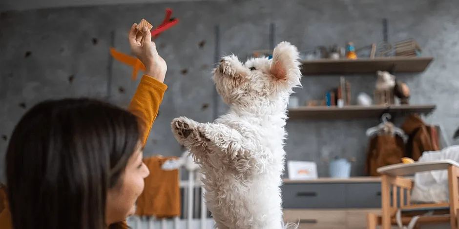 purina-juguetes-interactivos-para-perros