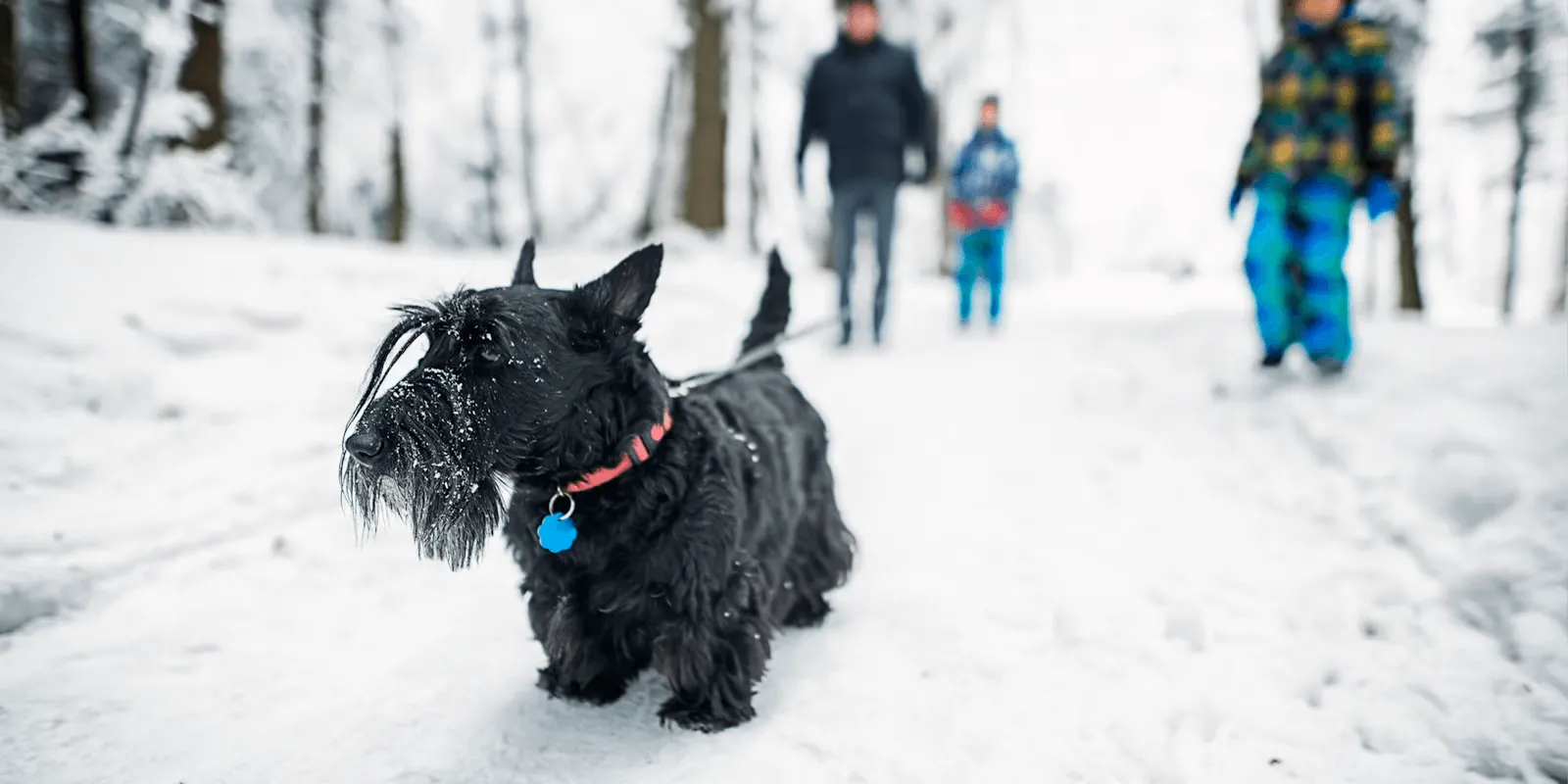 purina-vacaciones-de-invierno-con-tu-mascota