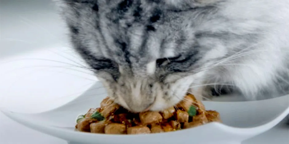 Gatito gris disfrutando su alimento húmedo. Consentí a tu michi aprendiendo qué comen los gatos.