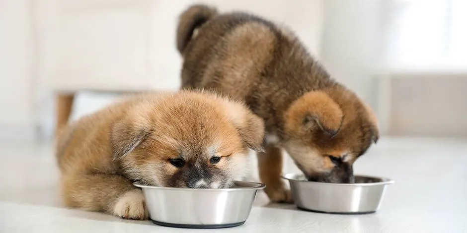 Dos akita inu comiendo de platos metálicos. Cuidá lo que debe comer un cachorro para su desarrollo.