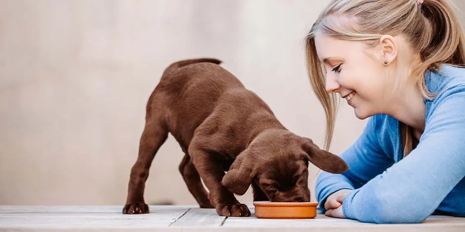 Asegurate de darle lo que debe comer un cachorro a tu mascota. Mujer junto a un cachorro de labrador.